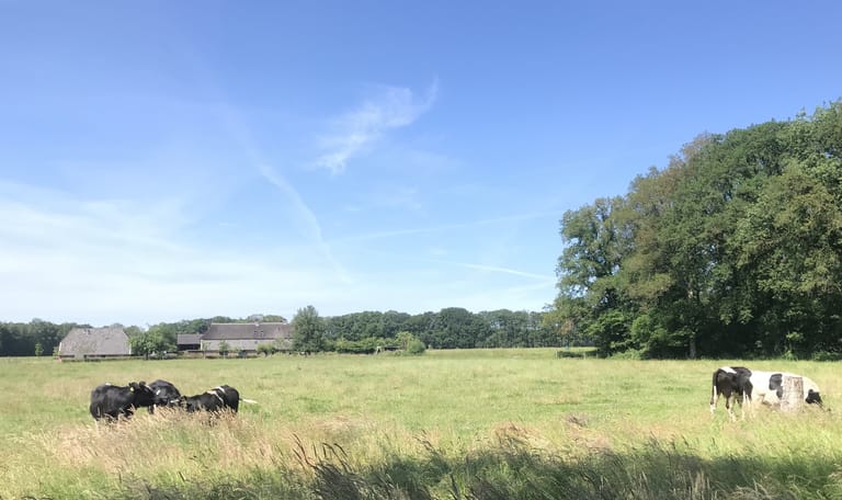 koeien boerderij hackfort