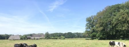 koeien boerderij hackfort