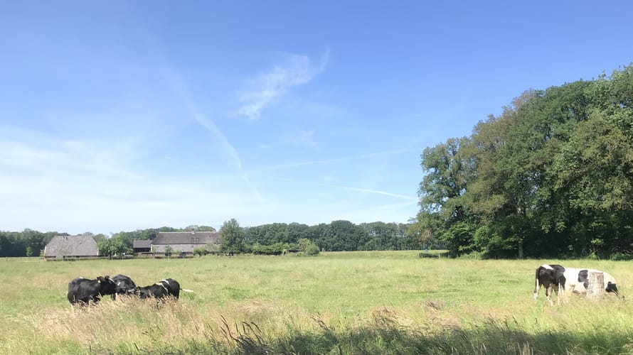 koeien boerderij hackfort