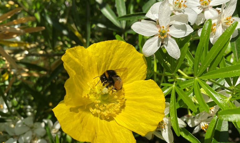 BZZZ Veluwezoom