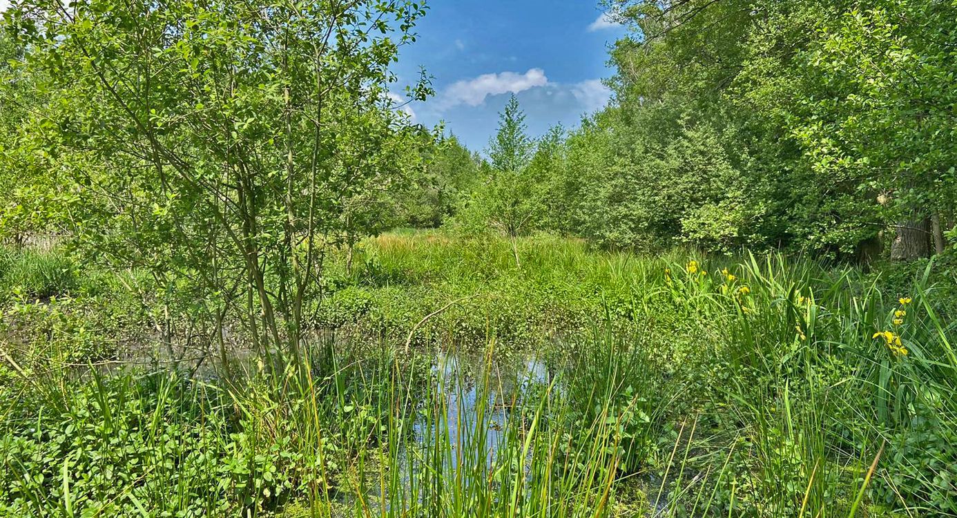 Beekbergerwoud juni 2021