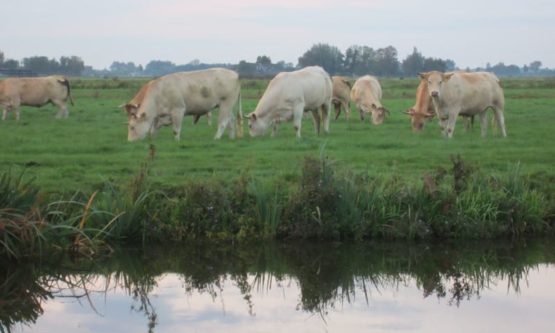 Blonde d’Aquitaine