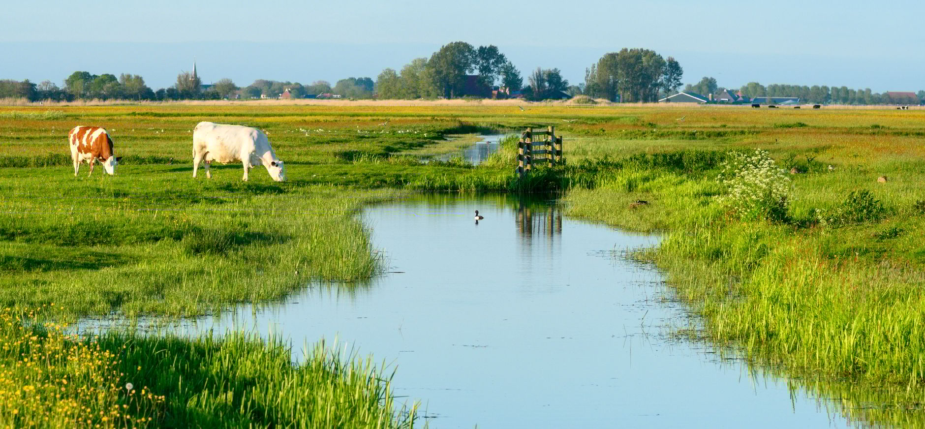 Boer Tjalling - Friesland - Martin van Lokven