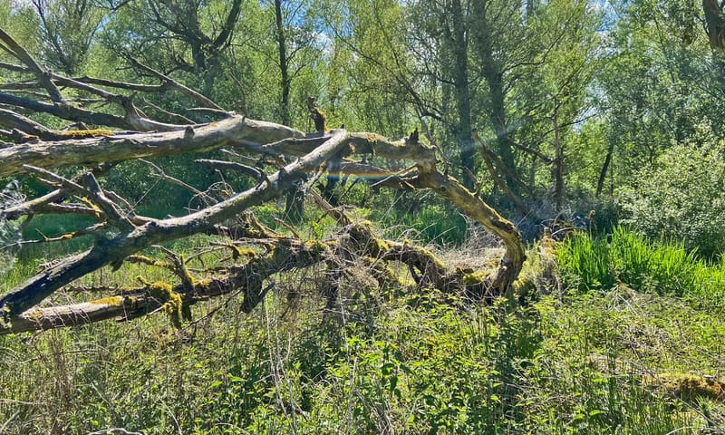Omgevallen boom met weelderige begroeiing Beekbergerwoud