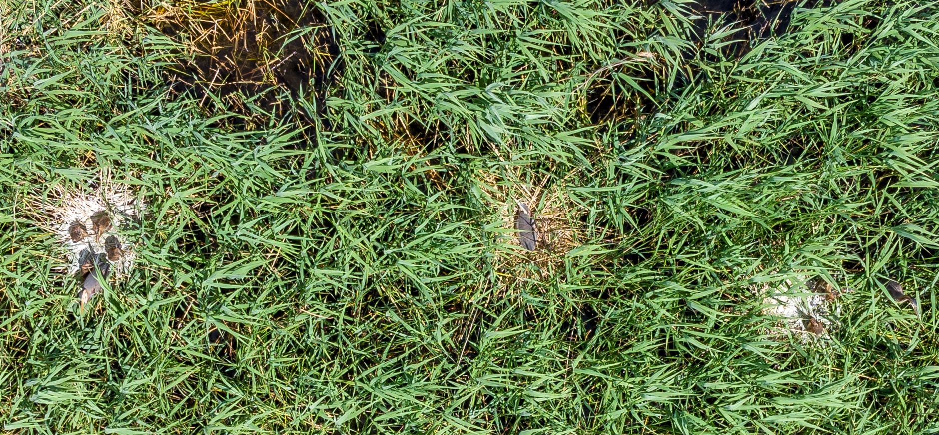 Purperreiger nesten