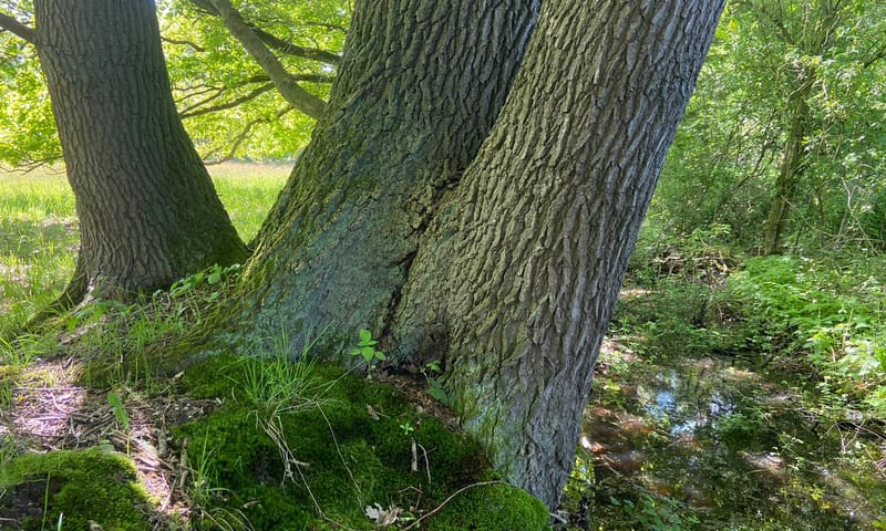 Eik geriefhout Beekbergerwwoud