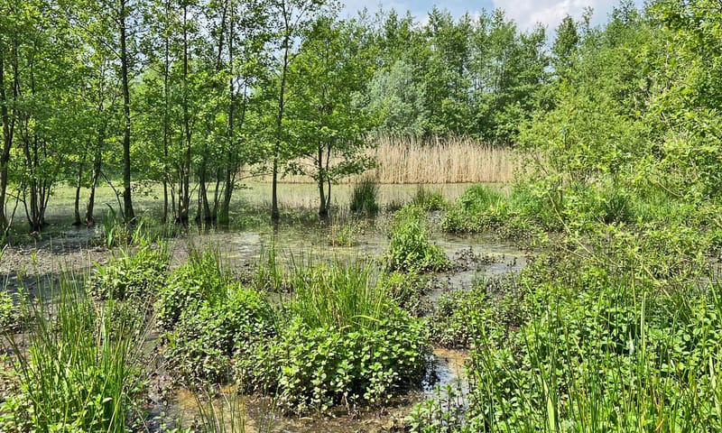 Elzenbroekbos Beekbergerwoud