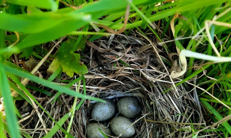 Nest veldleeuwerik bij boer Jeroen van der Kooij