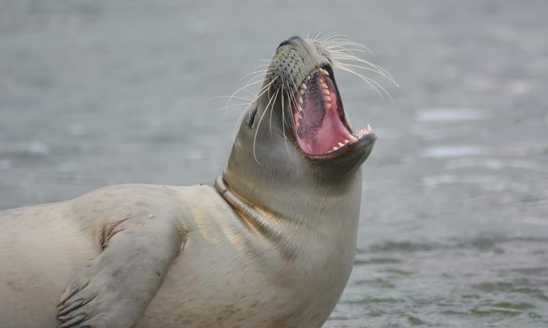 Zeehond is een zeeroofdier