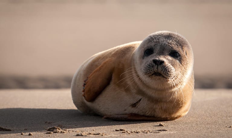 Gewone zeehond