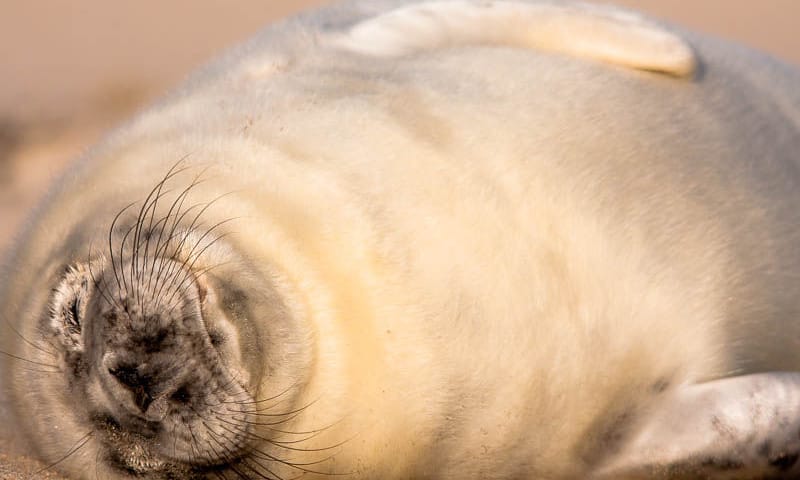 Gewone zeehond ligt te zonnebaden