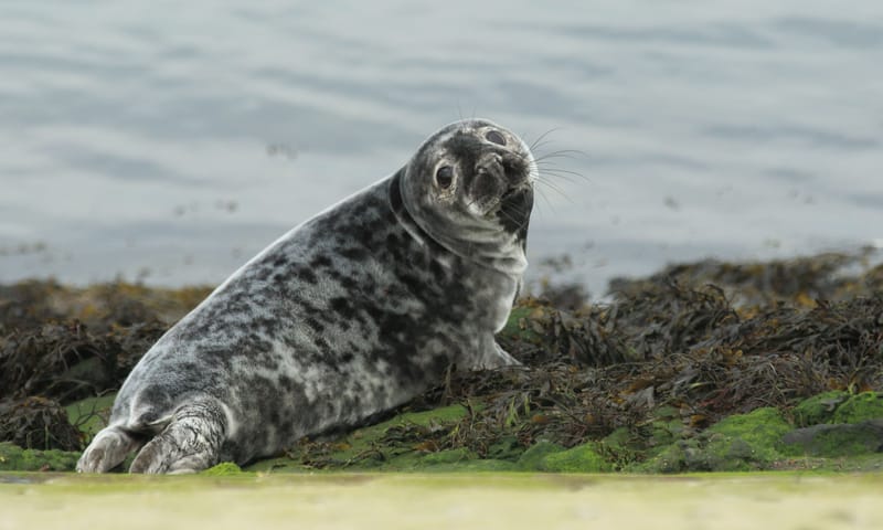 Grijze zeehond