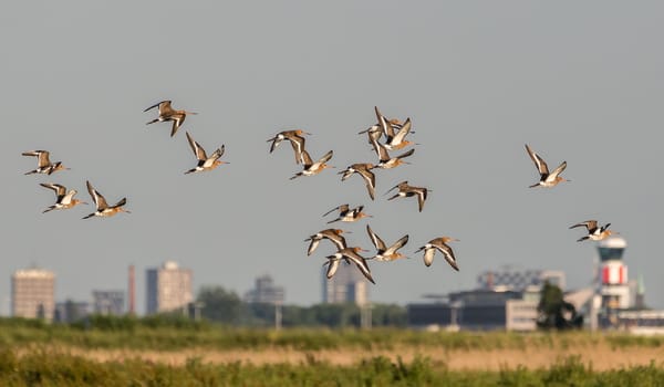 Grutto voor vliegveld