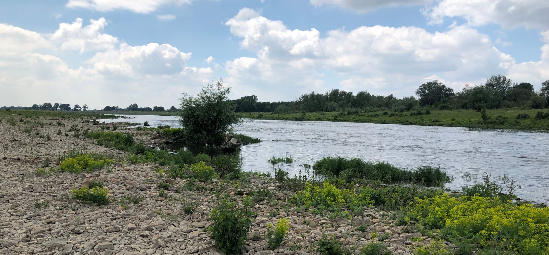 Grensmaasnatuur in ontwikkeling - Obbicht juni 2021