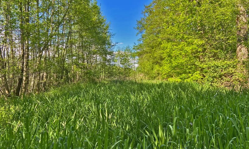 Liesgras in elzenbroekbos Beekbergerwoud