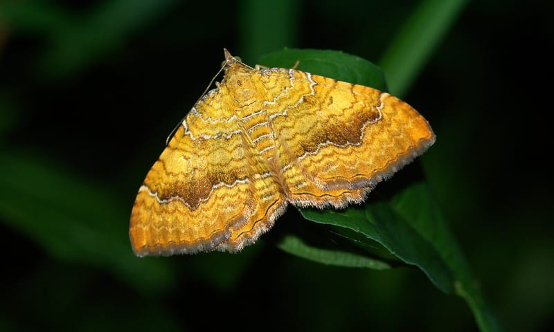 Gestreepte goudspanner