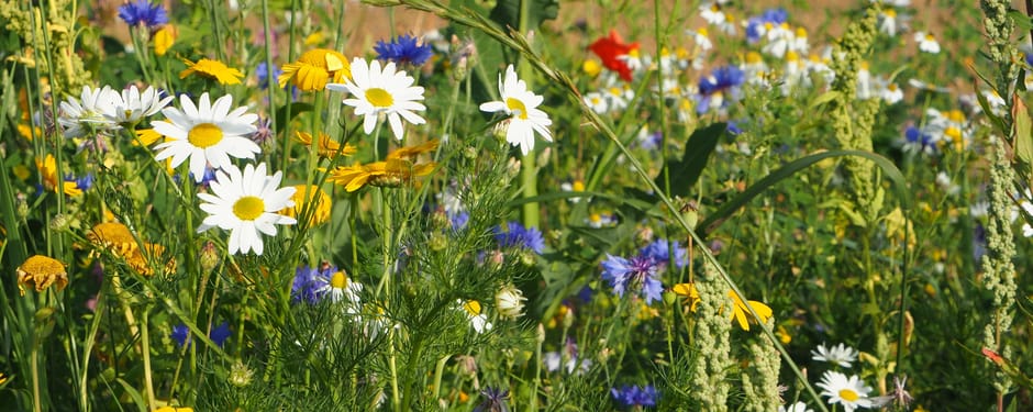 Gazon vol bloemen tuintip