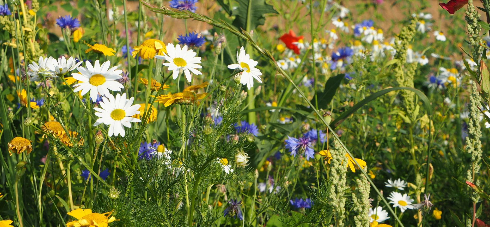 Gazon vol bloemen tuintip