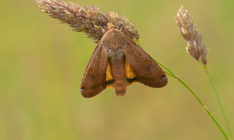 Huismoeder