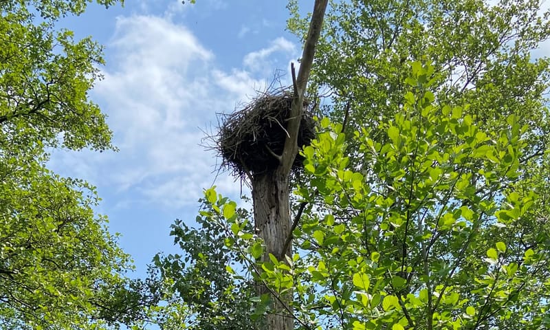 Ooievaarsnest in dode boom Beekbergerwoud