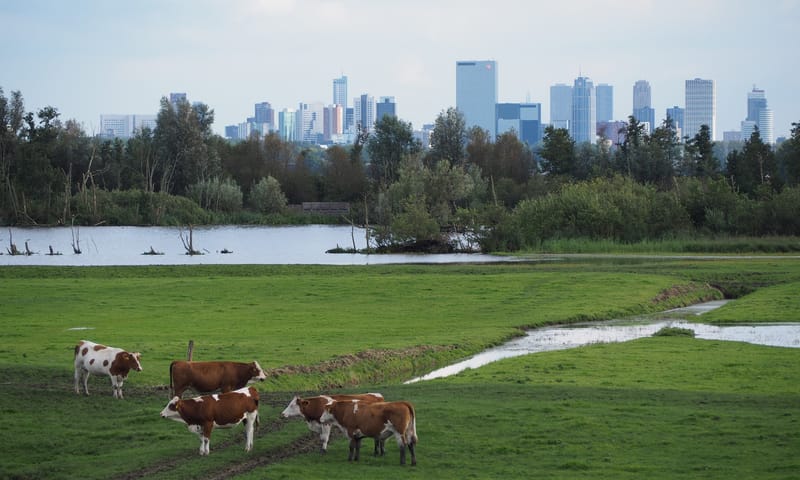 Koeien Hoeve Biesland in de Ackerdijkse Plassen