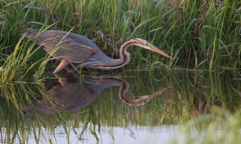 Purperreiger bij het riet