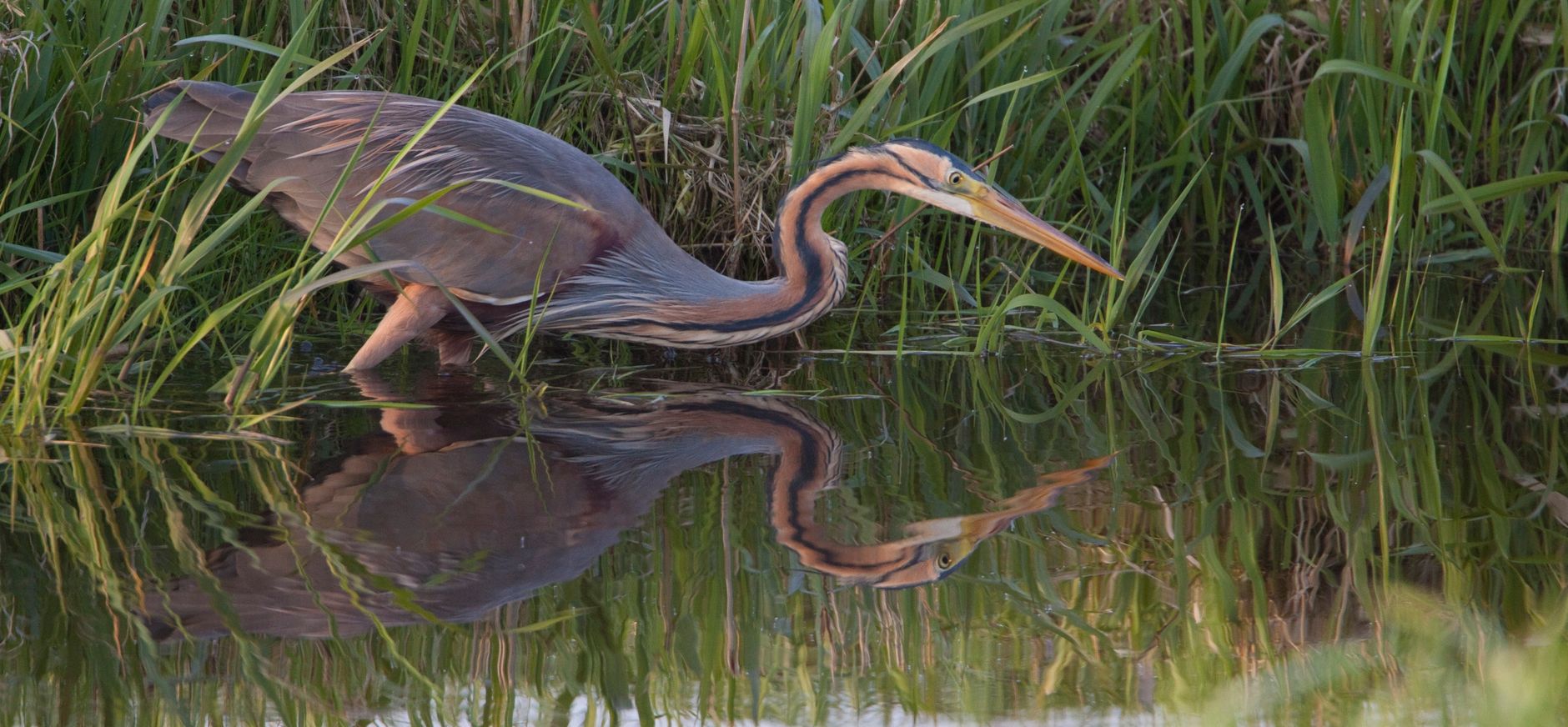 Purperreiger bij het riet
