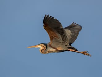 Purperreiger vliegend