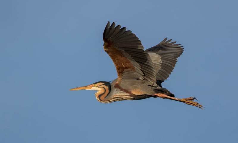 Purperreiger vliegend