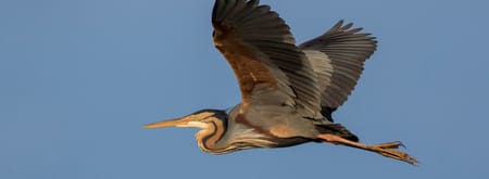 Purperreiger vliegend