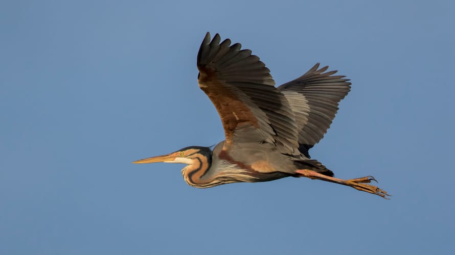 Purperreiger vliegend
