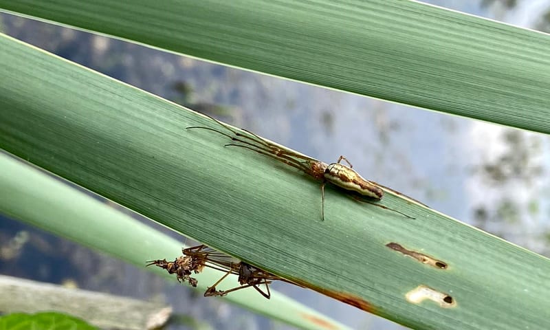 Trekspin Beekbergerwoud