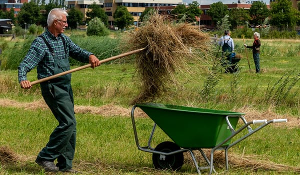 Werkdag vrijwilligers  Melkschuur Zuidpolder hooien van de heuvels