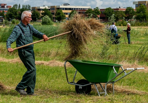 Werkdag vrijwilligers  Melkschuur Zuidpolder hooien van de heuvels