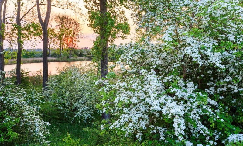 bloemdijk