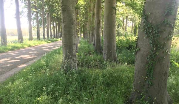 dubbele laan Eldersmaat Hackfort