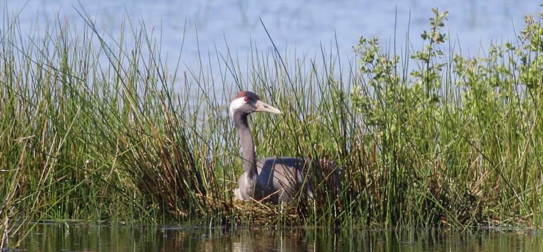 Kraanvogel op ei