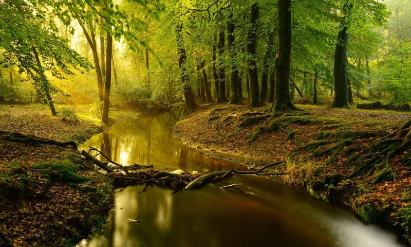 leuvenumse bos