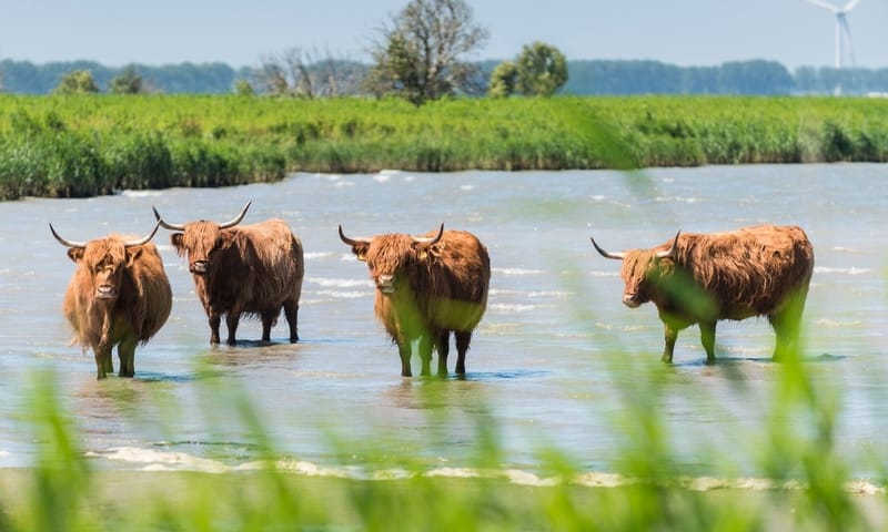 tiengemeten