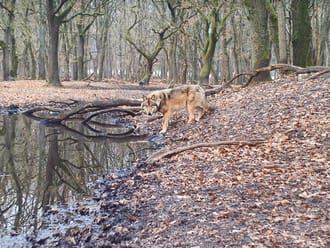 Wolf bij water in het bos