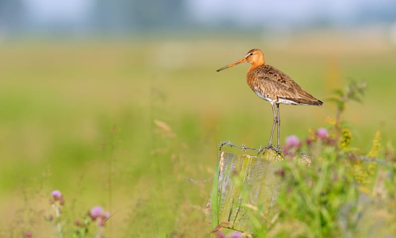 Grutto op paal