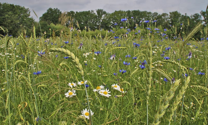 Speltakker Hiemberg, met korenbloemen en valse kamille