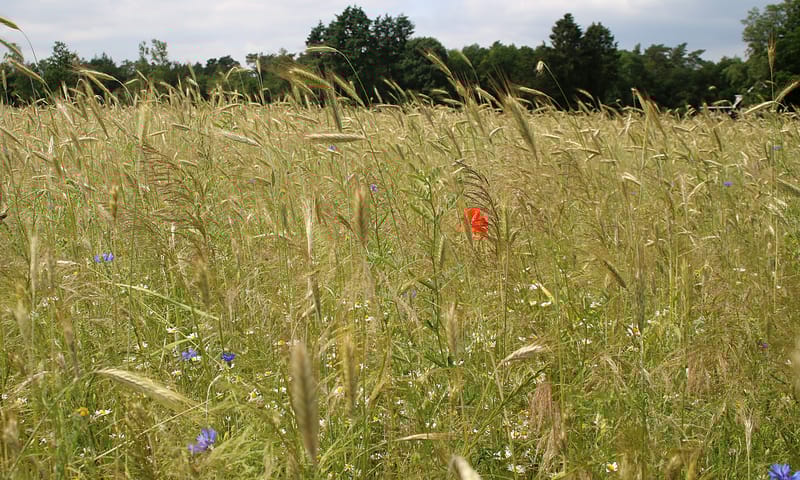 Bloeiende akkerkruiden in winterrogge pleegakker Loenense Enk