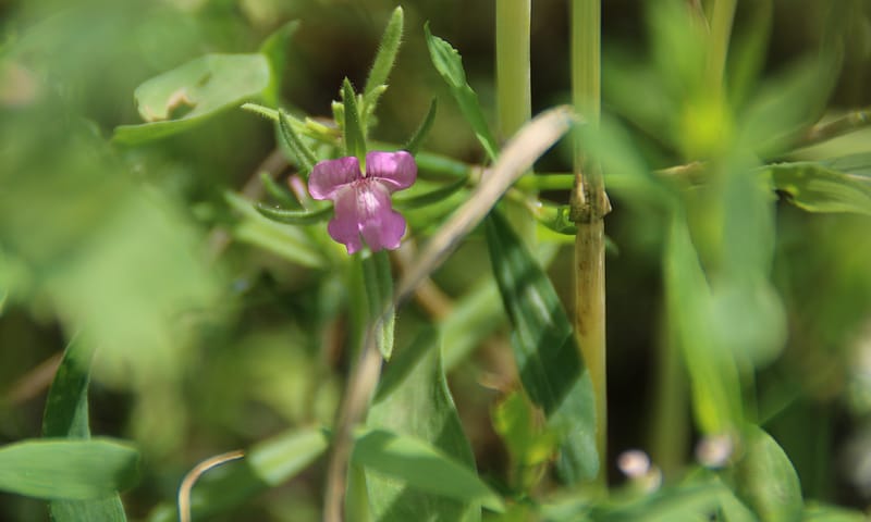 Akkerleeuwenbek in winterakker pleegakkers