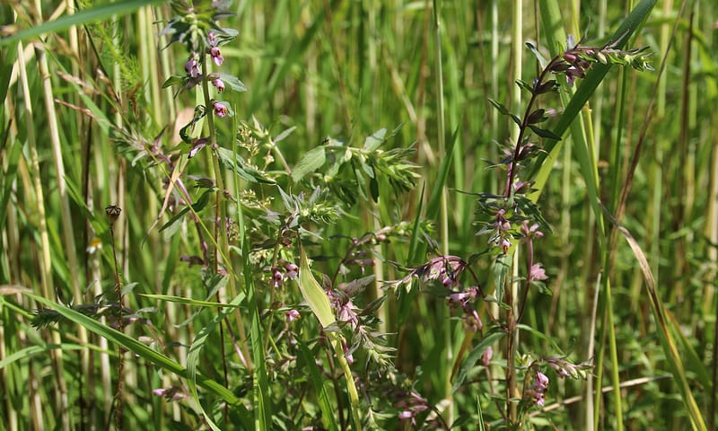 Akkerogentroost op pleegakker wintergraan