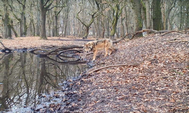 Wolf bij water in het bos