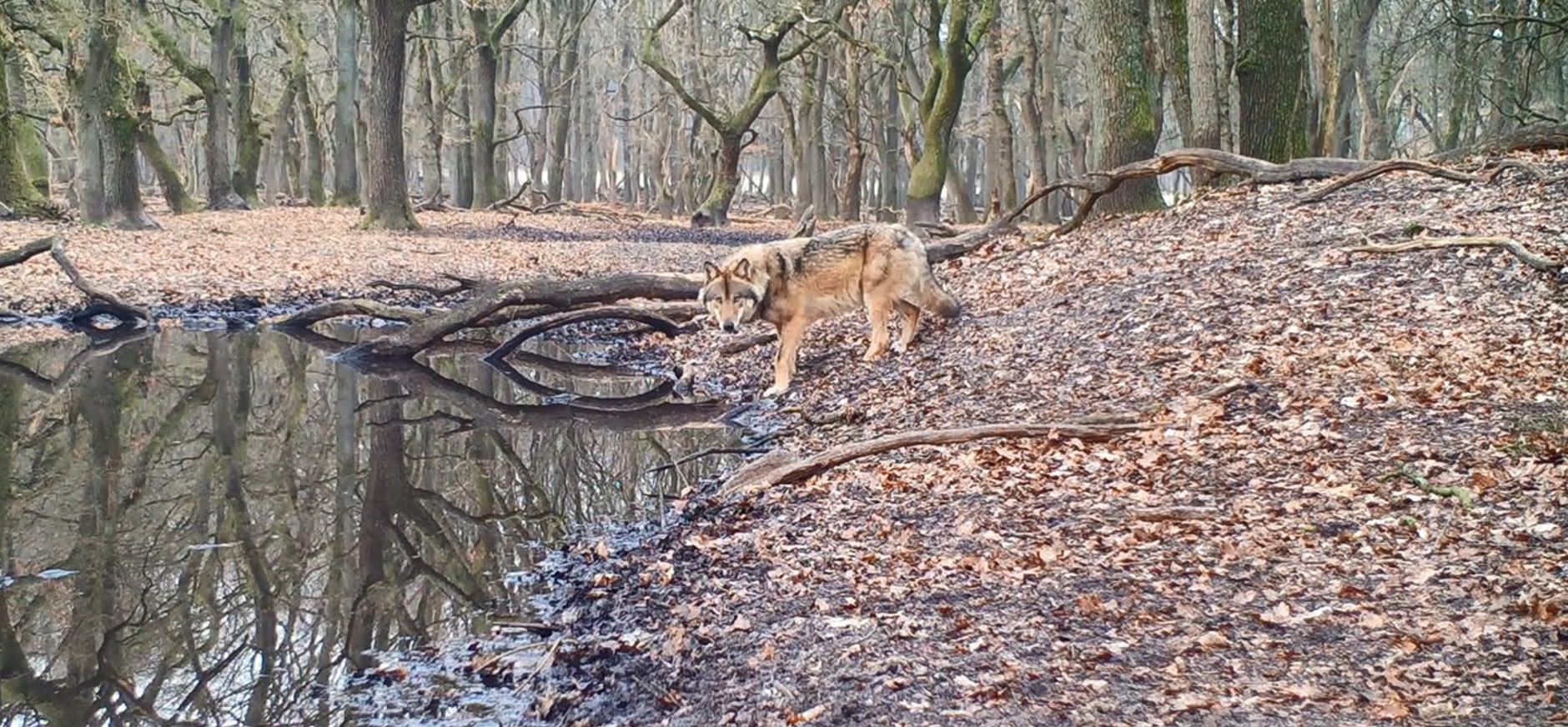 Wolf bij water in het bos