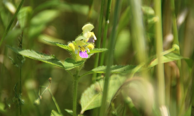 Dauwnetel tussen zomerrogge pleegakker