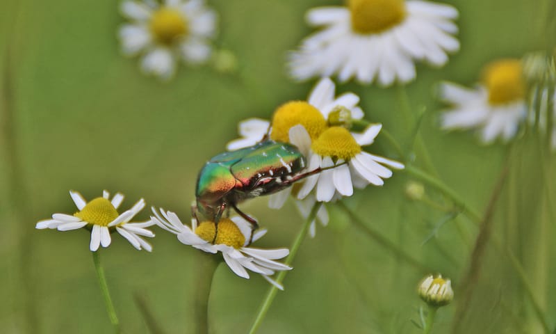Gouden tor op valse kamille
