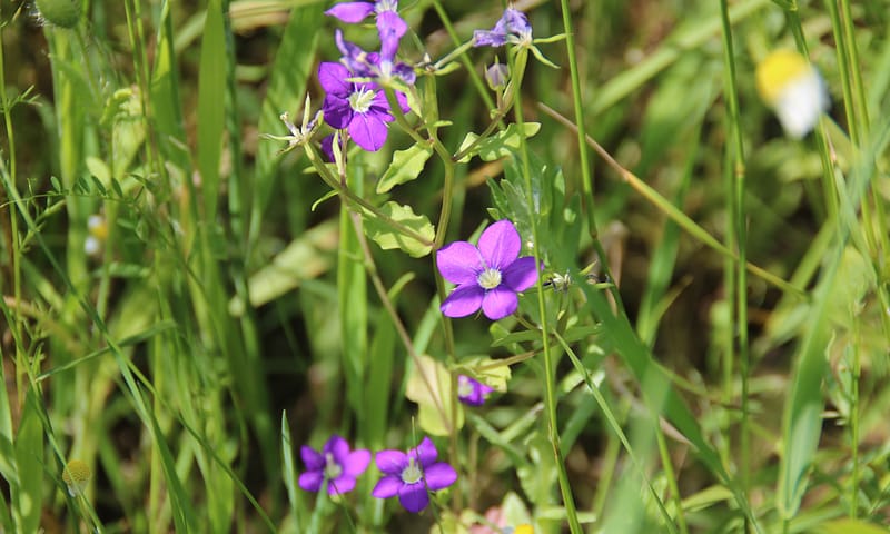 Groot spiegelklokje op winterakker met spelt
